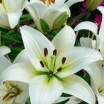 Lily, Tulip, Hyacinth and Palm Cross Annual Sale